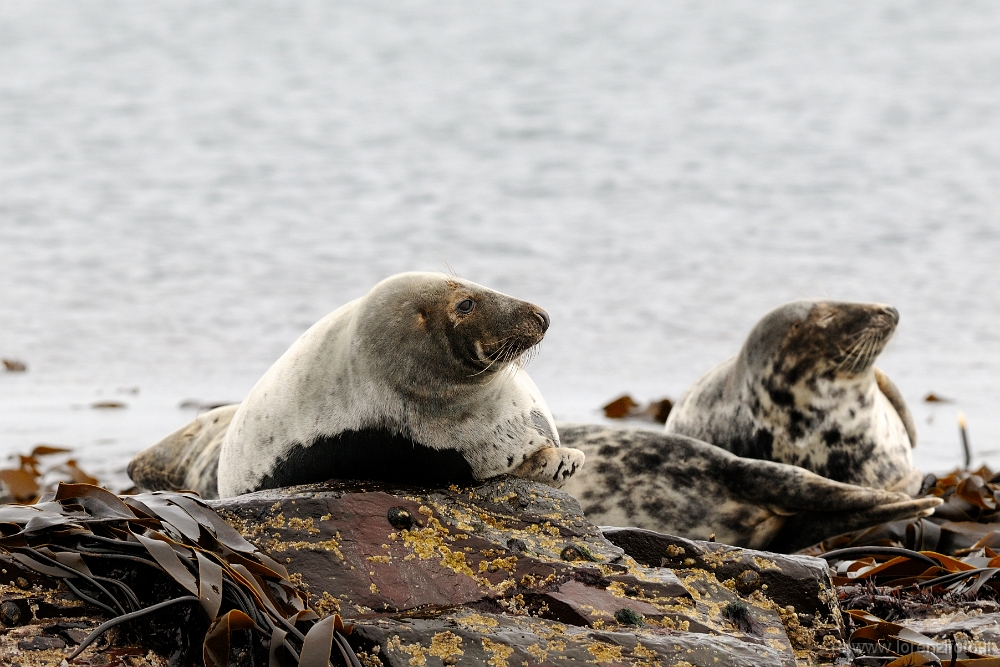 37571 Halichoerus grypus (Foca grigia).jpg
